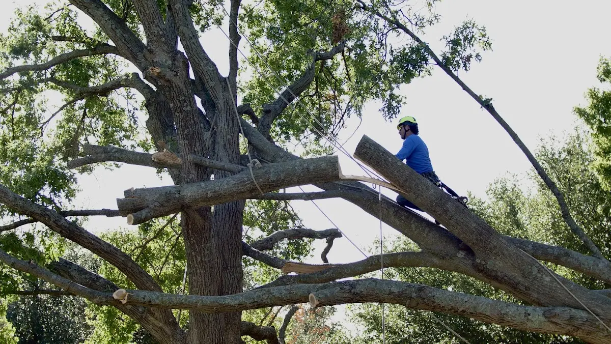 Professional Crown Thinning performed by certified arborists in Hildebran