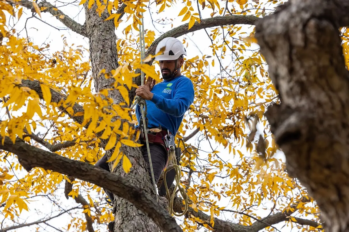 Skilled Storm Damage Cleanup crew working in Hildebran